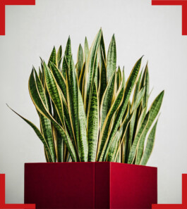  Studio Baso - Studio di Commercialisti specializzato in Consulenza Economica, Aziendale e Finanziaria